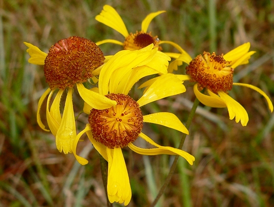 {Helenium brevifolium}